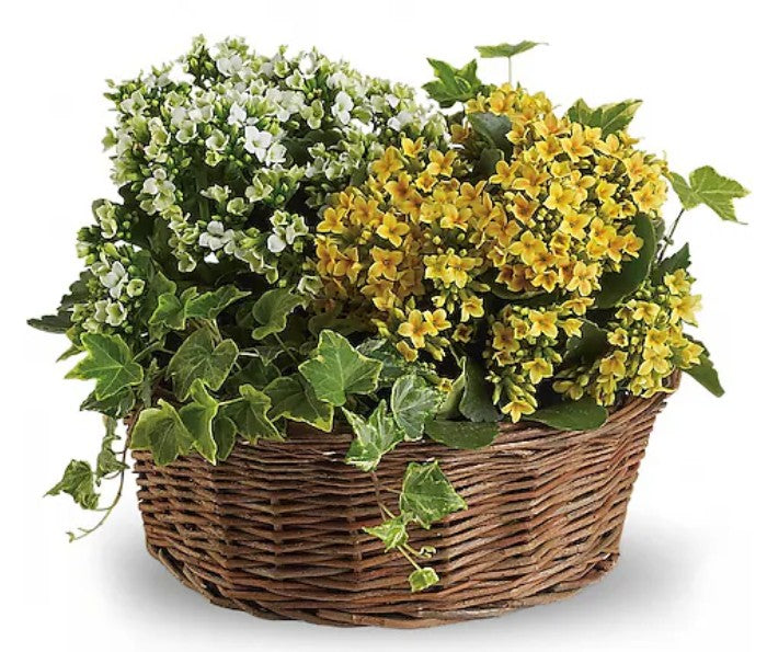 Basket of Joy